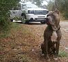 Lets see some dogs!!-1.1.2013-truck-blue.jpg